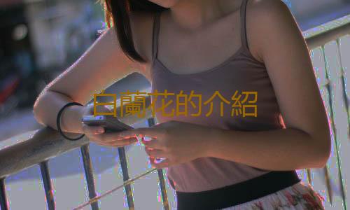 白蘭花的介紹