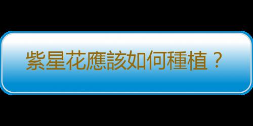 紫星花應該如何種植？