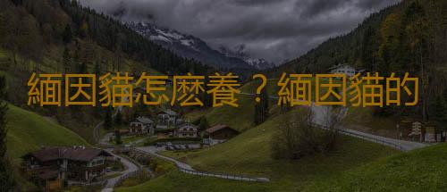 緬因貓怎麽養？緬因貓的生活習性