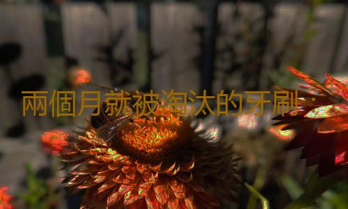 兩個月就被淘汰的牙刷：美容界裏大展身手