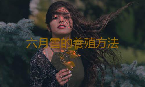 六月雪的養殖方法