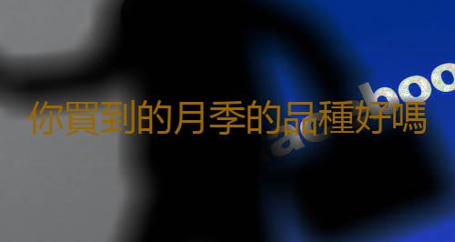 你買到的月季的品種好嗎？