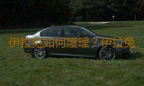 伊拉兔如何護理？伊拉兔怎麽繁殖？