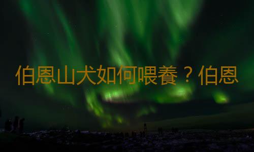 伯恩山犬如何喂養？伯恩山犬怎樣訓練？