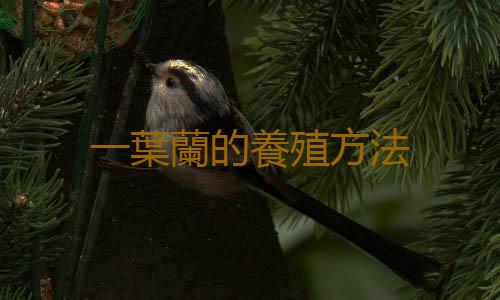 一葉蘭的養殖方法