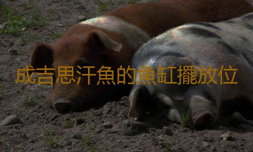成吉思汗魚的魚缸擺放位置