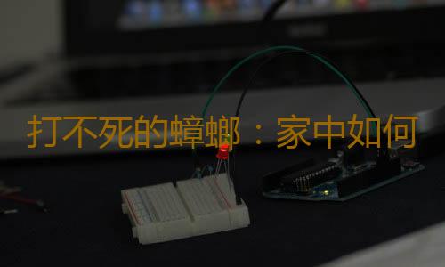 打不死的蟑螂：家中如何消滅小強？