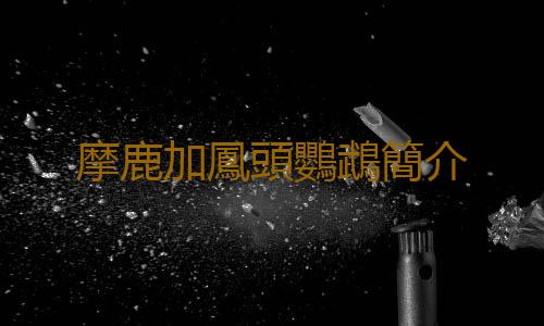 摩鹿加鳳頭鸚鵡簡介