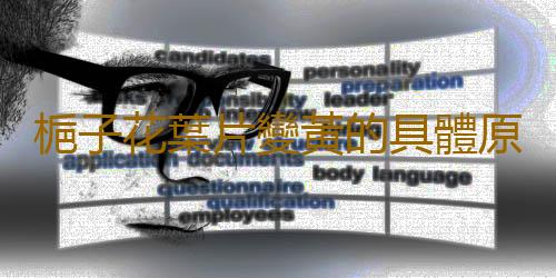 梔子花葉片變黃的具體原因