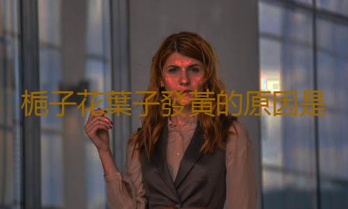 梔子花葉子發黃的原因是什麽？