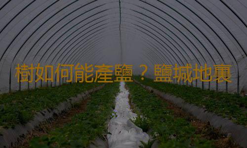 樹如何能產鹽？鹽堿地裏的木鹽樹