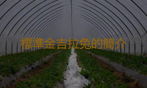 標準金吉拉兔的簡介