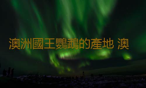 澳洲國王鸚鵡的產地 澳洲國王鸚鵡的簡介