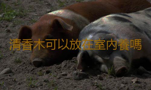 清香木可以放在室內養嗎？