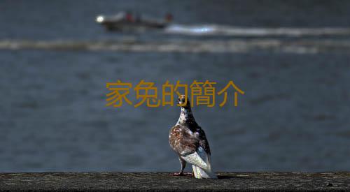 家兔的簡介