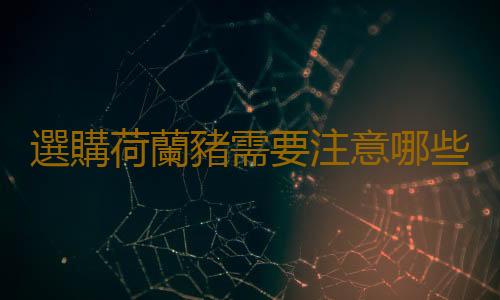 選購荷蘭豬需要注意哪些地方