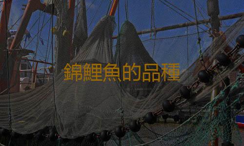 錦鯉魚的品種