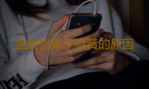 金錢樹葉子發黃的原因