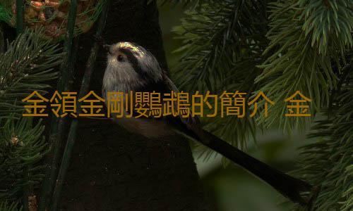 金領金剛鸚鵡的簡介 金領金剛鸚鵡的產地