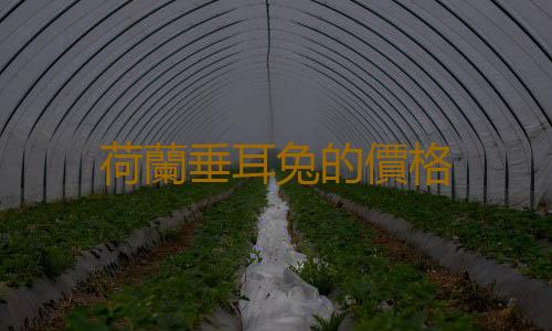荷蘭垂耳兔的價格
