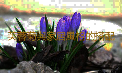 芙蓉菊與家居風格的搭配