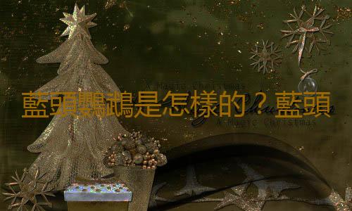 藍頭鸚鵡是怎樣的？藍頭鸚鵡的產地