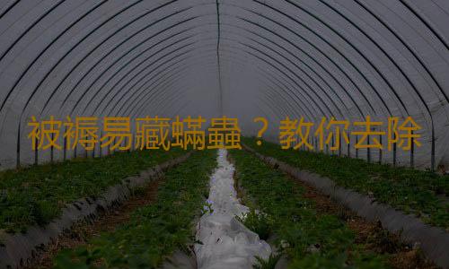 被褥易藏蟎蟲？教你去除被褥上的蟎蟲