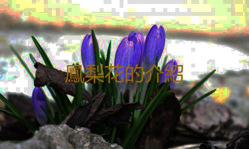 鳳梨花的介紹