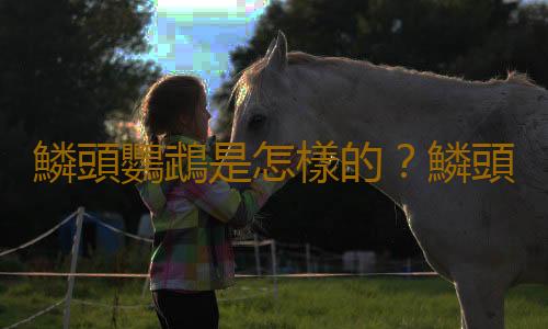 鱗頭鸚鵡是怎樣的？鱗頭鸚鵡的產地