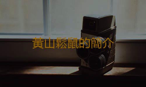 黃山鬆鼠的簡介
